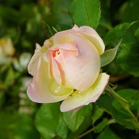 Цветёт роза в октябре. :: Милешкин Владимир Алексеевич 