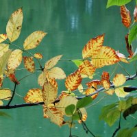 Сентябрьский этюд :: Рита Симонова