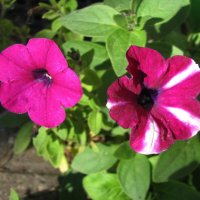 Красотки :: Людмила Смородинская