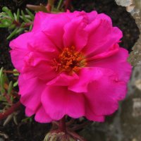 Портулак цветёт :: Людмила Смородинская