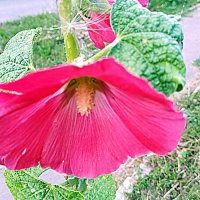 Цветы. :: Владимир Драгунский