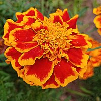 Цветы. :: Владимир Драгунский Цветы. :: Владимир Драгунский