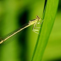 Макро мир вокруг нас... :: Николай Саржанов