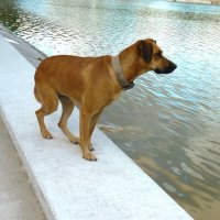 Сторож наблюдает :: Валентин Семчишин Сторож наблюдает :: Валентин Семчишин