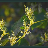 Сентябрьская фотозарисовка :: Владимир Кроливец