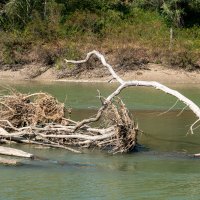 Река Кубань и деревья :: Игорь Сикорский