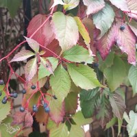 ,,, :: Сергей Тимоновский