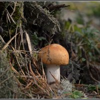 Сыроежка ! :: Aleksandr Gal