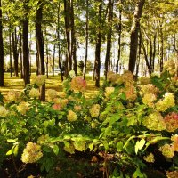 ОСЕНЬ В ПАРКЕ :: АЛЕКСАНДР 