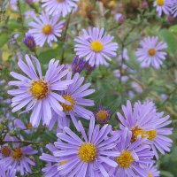 Сентябринки :: Freddy 97