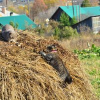 это моя территория :: леонид логинов