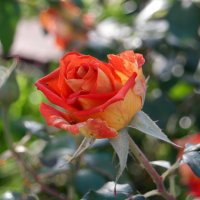 О розах в октябре.. :: Андрей Заломленков