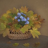 осень :: Александра [-/