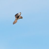 Охотится пустельга. :: Владимир Безбородов