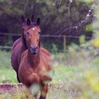 Снова пришла к вам, мои хорошие:) :: liudmila drake