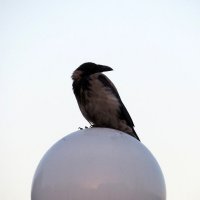 "Девочка на шаре". :: Егор Бабанов