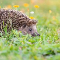 Ёжик :: Alex Bush