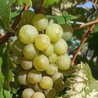 Виноград сорта "Фрумоаса Албэ" - "Белая красавица" :: Gen Vel Виноград сорта "Фрумоаса Албэ" - "Белая красавица" :: Gen Vel