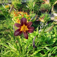 цветочек :: Владимир 