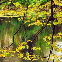 Осень.... просто осень! :: Дмитрий