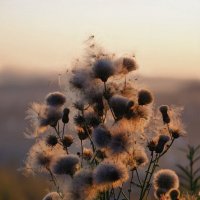 ** :: Борис Руднев