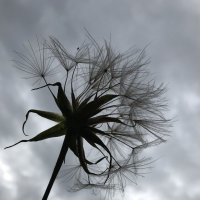 ... :: Лариса Корж ... :: Лариса Корж