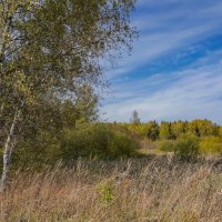 На опушке... :: Владимир Жданов
