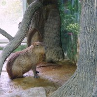 Капибара. :: Alex 711402