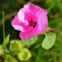 Красавица лаватера :: Светлана 