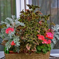 Красота на окне :: Светлана 