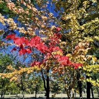 Вот и начало осени! :: Надежда 