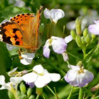 опять про бабочек 46 :: Александр Прокудин