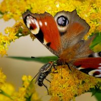 опять про бабочек 50 :: Александр Прокудин