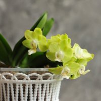 Зеленая мини орхидейка :: Irene Irene