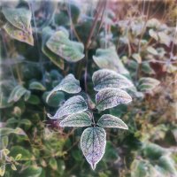 Замороженный :: AZ east3 Замороженный :: AZ east3