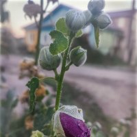 Замороженный :: AZ east3 Замороженный :: AZ east3