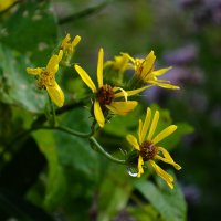 Растрепыши :: Регина 