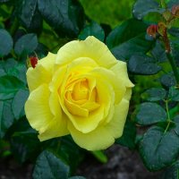 Городские цветы в октябре. :: Милешкин Владимир Алексеевич Городские цветы в октябре. :: Милешкин Владимир Алексеевич