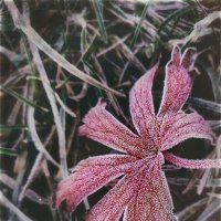 Замороженный :: AZ east3 Замороженный :: AZ east3