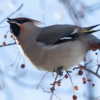 Свиристель :: Виктор Иванович Чернюк Свиристель :: Виктор Иванович Чернюк