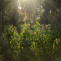 в лесочке. :: Осень 