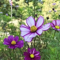 Осенняя радость ... :: Лариса Корж Осенняя радость ... :: Лариса Корж