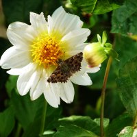 Толстоголовка  альцея на георгине :: Валентин Семчишин