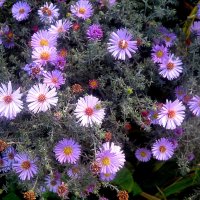 Осенние цветы :: Елена Семигина