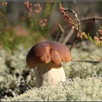 *** :: Aleksandr Gal *** :: Aleksandr Gal