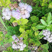 Цветы. :: Владимир Драгунский Цветы. :: Владимир Драгунский