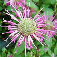 Цветы. :: Владимир Драгунский