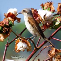 Сорокопут на хлопковом поле. :: Николай Волков Сорокопут на хлопковом поле. :: Николай Волков
