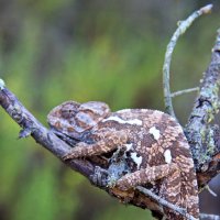 Хамелеон :: Николай Волков
