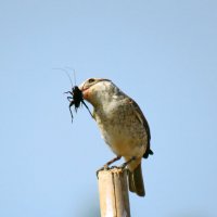 Сорокопут лакомится сверчком :: Николай Волков